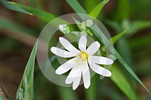 Flower of Addersmeat in spring