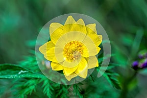 Flower Adonis sibirica in meadow