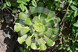 Flower Aeonium urbicum, Tenerife photo