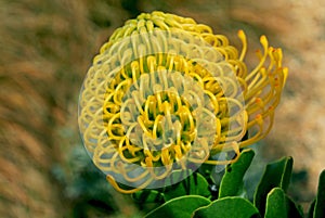 Flower of African Protea