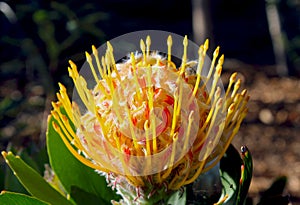 Flower of African Protea