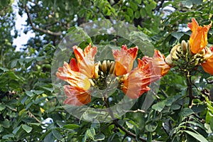 Flower of African tulip tree, Spathodea campanulata, Satara