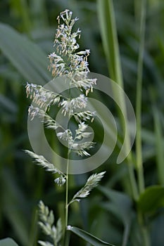 flower against the background of high green grass in summer, selective focus