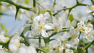 Flower Against A Bright Nature Background. Citrus White Flowers Of Spring Garden Background. Close up.