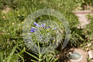 The flower agapanthus africanus in the garden of ain asserdoun in the Moroccan city of Beni Mellal