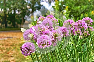 Flower of the Agapanthus with many white butterflies and blurred background. Pieris Brassicae