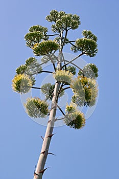 The flower of an agave plant