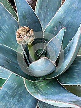 Flower On An Agave Plant