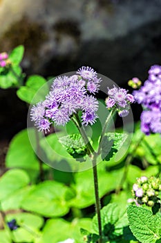 Flower Ageratum houstonianum