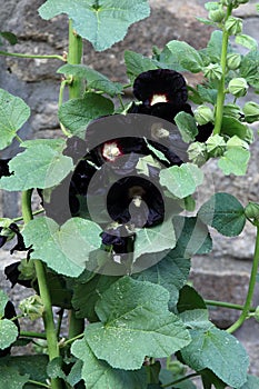 Flower of  Alcea rosea Nigra, known as Black hollyhock.