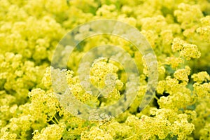 Flower Alchemilla microdata