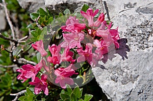 Flower in Allgauer Alpen , Germany