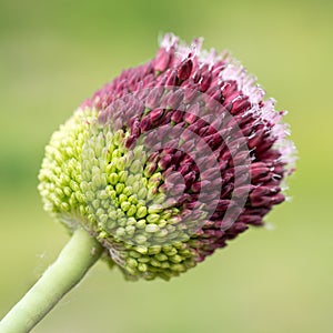 Flower Allium rotundum