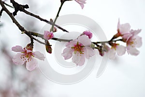 Flower of almond close-up in spring