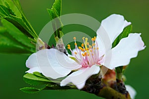 Flor almendras un árbol 