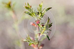 Flower almonds. tree almonds. the almonds