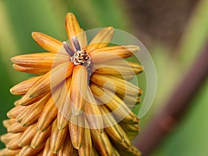 Flower of aloe arborescens