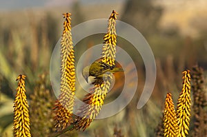 Flower of Aloe ferox photo