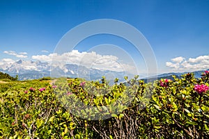 Flower Alpenrose on mountain Reiteralm and distant mountain rang photo