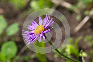 Flower of Alpine aster (Aster alpinus)