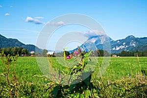 Flower with alpine peak in the background