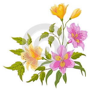 Flower alstroemeria