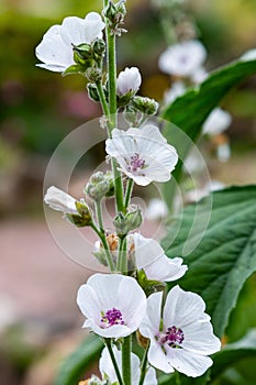 Flower of Althaea officinalis