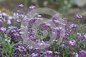 Flower Alyssum Pink Queen