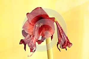 Flower amaryllis gerbera on yellow background