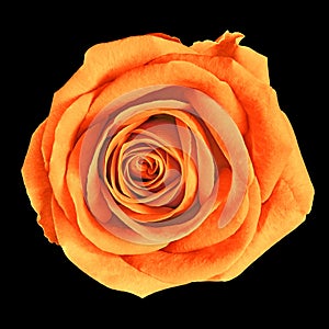 Flower amber orange rose isolated on black background. Close-up.