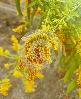 Flower of Ambrosia artemisiifolia. Soft focus