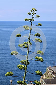 Flower of the american Agave plant