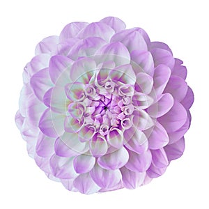 Flower amethyst lilac white dahlia isolated on white background. Close-up.