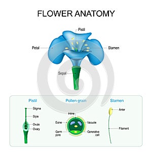 Flower anatomy. Structure of Pistil, Stamen, and Pollen grain