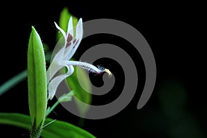 Flower of Andrographis Paniculata Macro