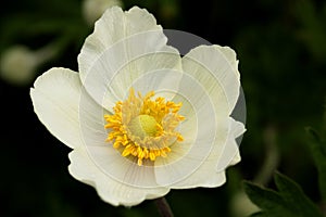 Flower of Anemone sylvestris photo