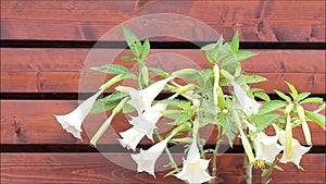 Flower angel trumpet Brugmansia aurea