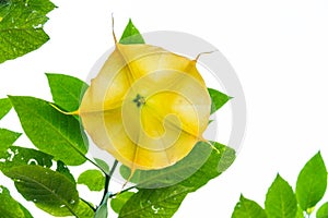 Flower angels trompet brugmansia isolated on white