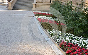 Flower annual flowerbed by the sidewalk formed by diagonal stripes red-white flowering planting of flowers drip pipe will make