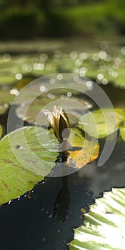 Flower of ano acquatic plant