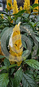 Flower ant leaf Good