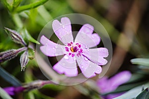 Flower (anthos, flos)