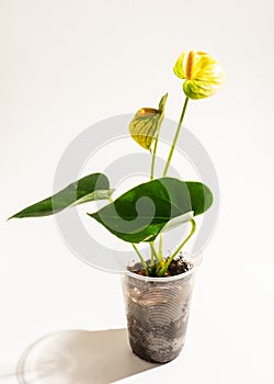 Flower anthurium vanilla in pot on white background