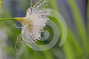 A flower from a Apple Java tree in bloom is ivory white