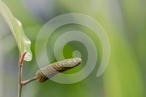 A flower from a Apple Java tree in bloom is ivory white