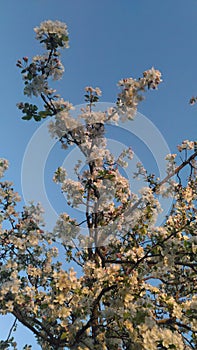 Flowers of apple tree photo