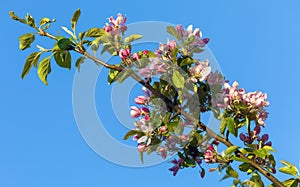 flower of apple tree in latin Malus Domestica