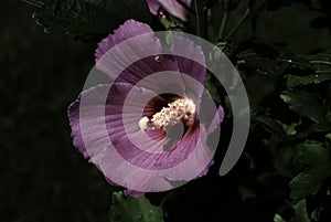 A Flower in the Approaching Darkness