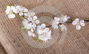 Flower of apricot on sack material