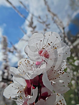 Flower of the Apricot tree (prunus armeniaca)